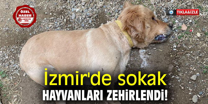 İzmir'de sokak hayvanları zehirlendi!