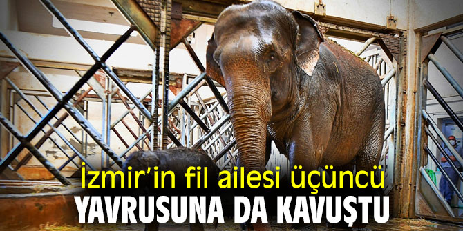 Fil ailesi üçüncü yavrusuna kavuştu