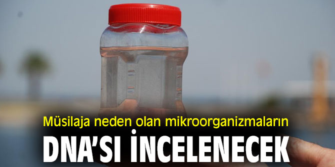 Müsilaja neden olan mikroorganizmaların DNA’sı araştırılacak