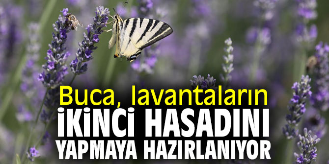 Buca, lavantaların ikinci hasadını yapmaya hazırlanıyor