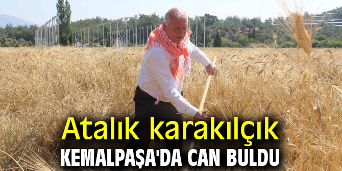 Atalık karakılçık Kemalpaşa'da can buldu
