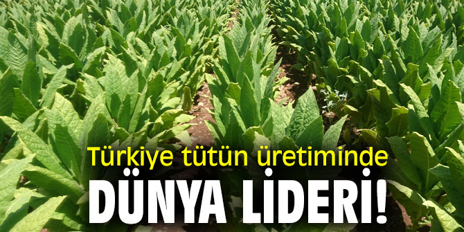 Türkiye tütün üretiminde dünya lideri!