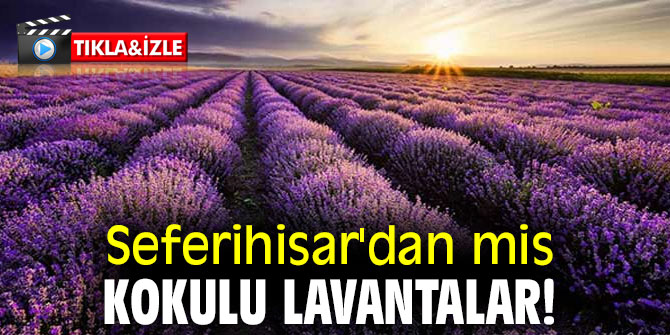 Seferihisar'dan mis kokulu lavantalar!