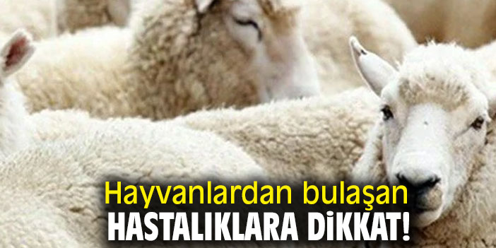 Hayvanlardan bulaşan hastalıklara dikkat!