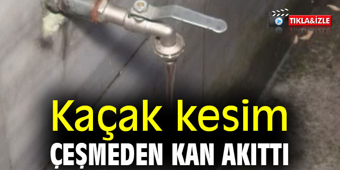 Kaçak kesim çeşmeden kan akıttı
