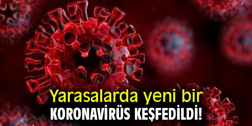 Yarasalarda yeni bir koronavirüs keşfedildi!