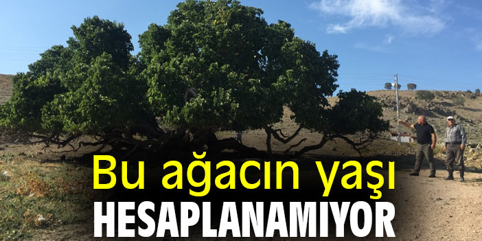 Bu ağacın yaşı hesaplanamıyor