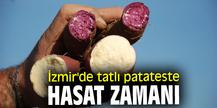 İzmir'de tatlı patateste hasat zamanı