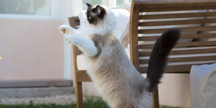 Erken teşhis, hayvanların da hayatını kurtarabilir!