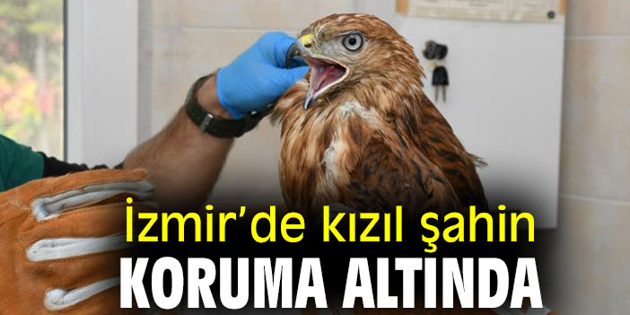 İzmir’de kızıl şahin koruma altında