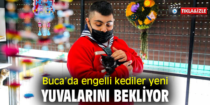 Buca Belediyesi'nden engelli kedilere sağlık hizmeti