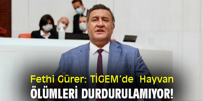 Fethi Gürer: TİGEM’de Hayvan Ölümleri Durdurulamıyor!