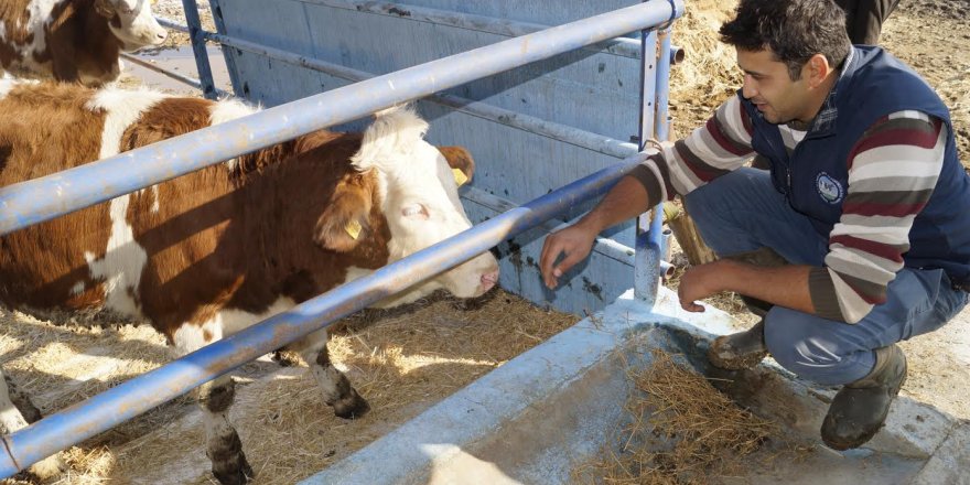 İzmir DSYB Simental İthalatı