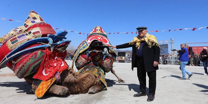 Efeler Geleneksel Deve Güreşi