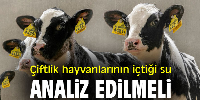 Çiftlik hayvanlarının içtiği su, analiz edilmeli