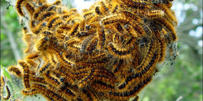 İzmir'de Kese tırtılı operasyonu