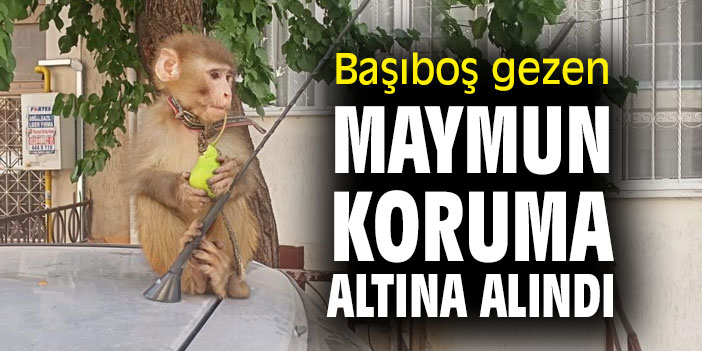 Başıboş gezen maymun koruma altına alındı