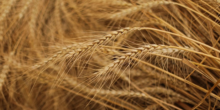 Bakanlıktan tahıl sevkiyatı açıklaması