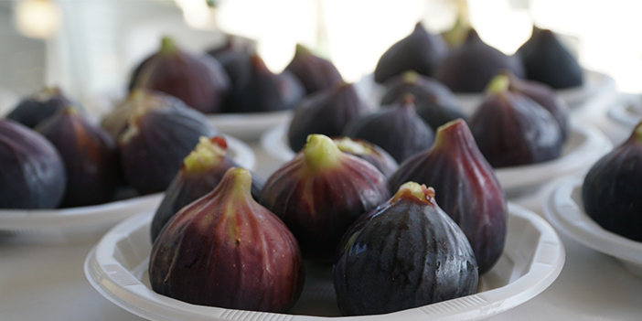 Akçapınar Karainciri dünyaya tanıtılacak