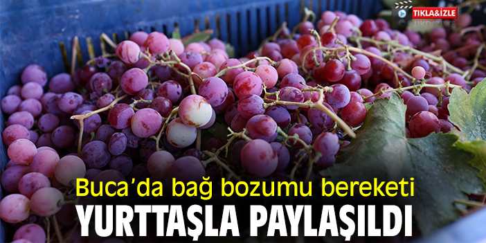Buca’da bağ bozumu bereketi yurttaşla paylaşıldı