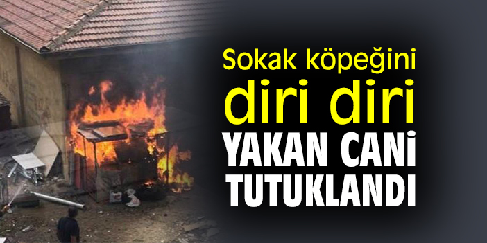 Sokak köpeğini diri diri yakan cani tutuklandı