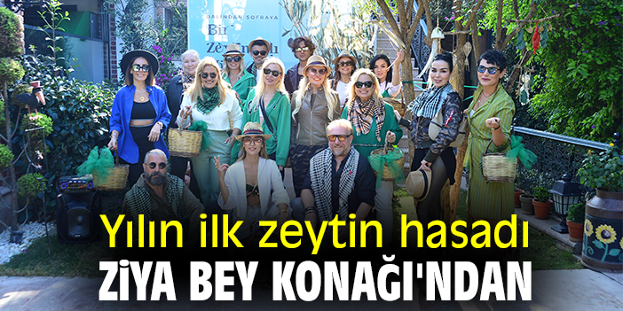 Yılın ilk zeytin hasadı Ziya Bey Konağı'ndan