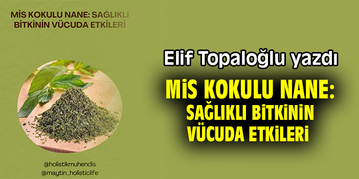Mis Kokulu Nane: Sağlıklı Bitkinin Vücuda Etkileri