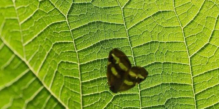 Ender rastlanan kelebek İzmir'de!