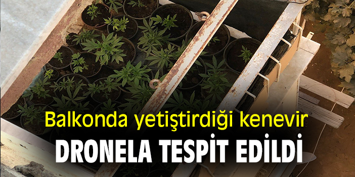 Balkonda yetiştirdiği kenevir dronela tespit edildi