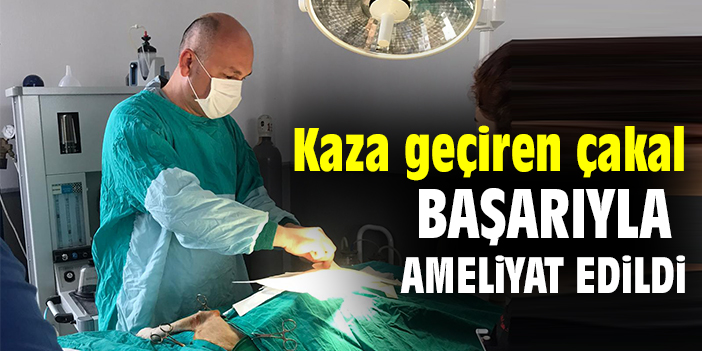 Kaza geçiren çakal başarıyla ameliyat edildi