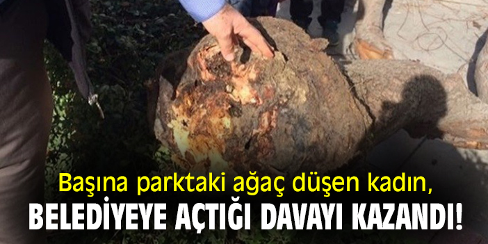 Başına parktaki ağaç düşen kadın, belediyeye açtığı davayı kazandı!