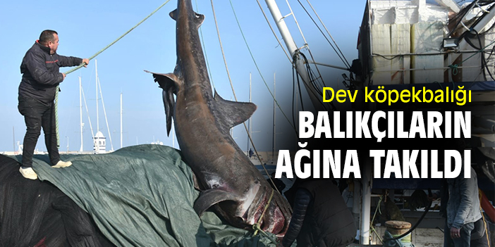 Dev köpekbalığı balıkçıların ağına takıldı