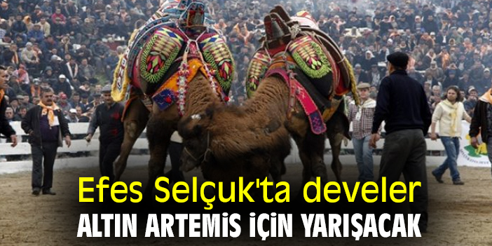 Efes Selçuk'ta develer Altın Artemis için yarışacak