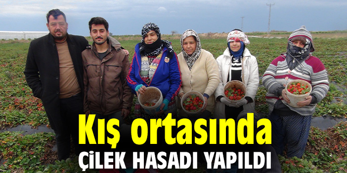 Kış ortasında çilek hasadı yapıldı