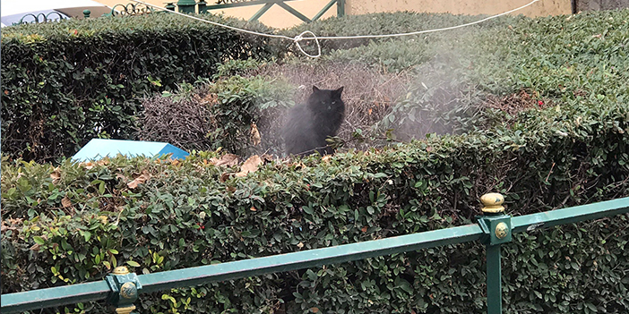 Jeotermal suyun buharıyla ısınan kedi