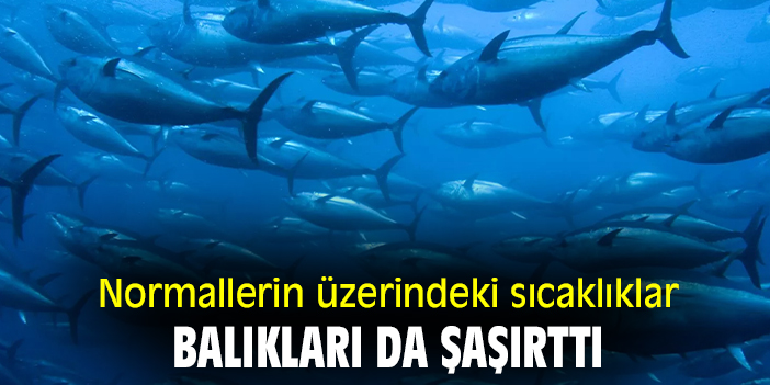 Normallerin üzerindeki sıcaklıklar balıkları da şaşırttı