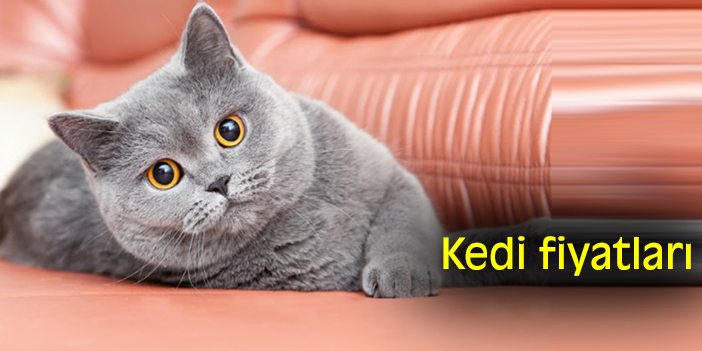 Kedi Fiyatları