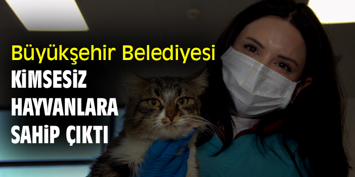 Büyükşehir Belediyesi kimsesiz hayvanlara sahip çıktı