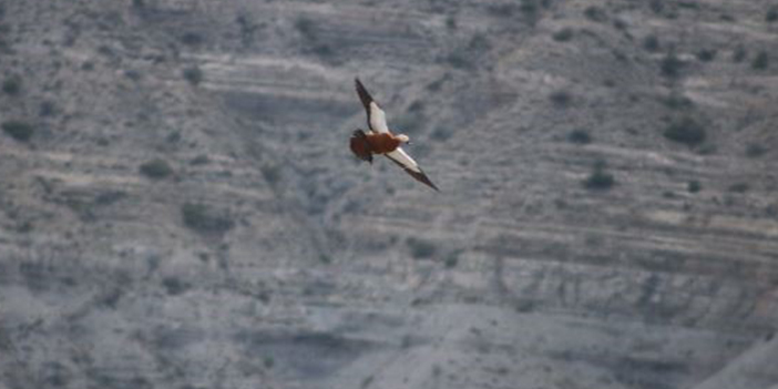 Büyük ak balıkçıl görüntülendi
