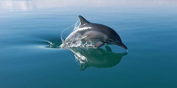 Yunus balıkları kayıkla yarıştı
