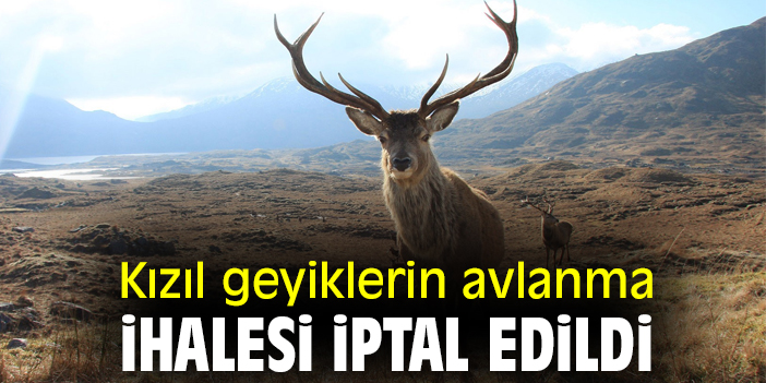 Kızıl geyiklerin avlanma ihalesi iptal edildi