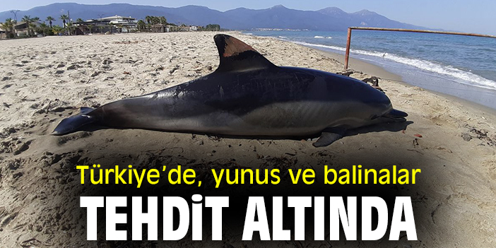 Türkiye'de, yunus ve balinalar tehdit altında