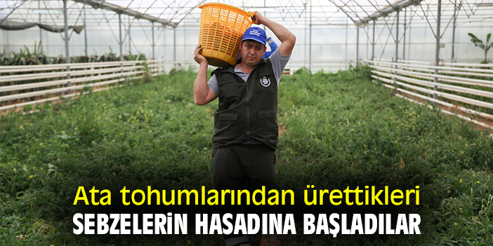 Ata tohumlarından ürettikleri sebzelerin hasadına başladılar