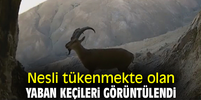 Nesli tükenmekte olan yaban keçileri görüntülendi