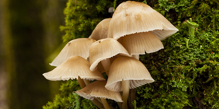 Mantarı bilinçsiz tüketmeyin!