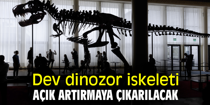Dev dinozor iskeleti açık artırmaya çıkarılacak
