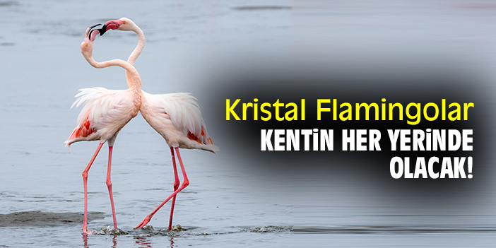 Kristal Flamingolar kentin her yerinde olacak!