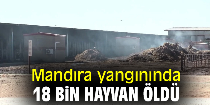Mandıra yangınında 18 bin hayvan öldü