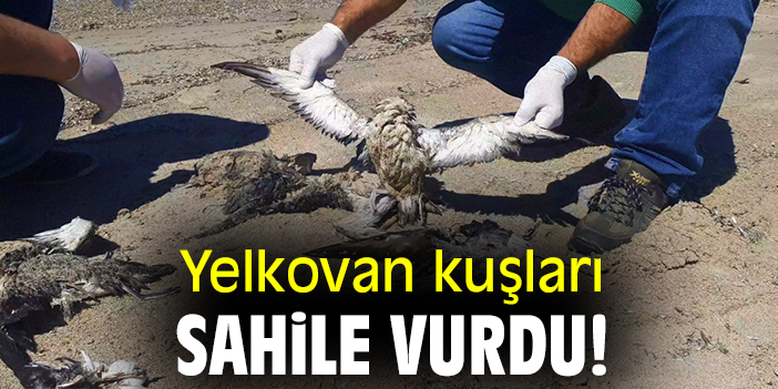 Yelkovan kuşları sahile vurdu!