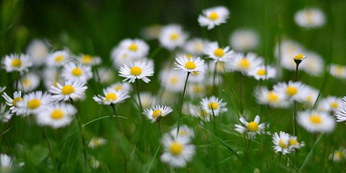 Her papatya şifalı değildir